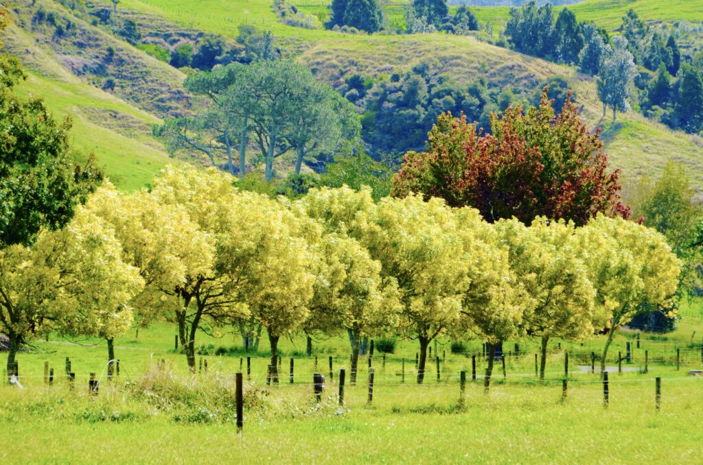 Autumn in New Zealand