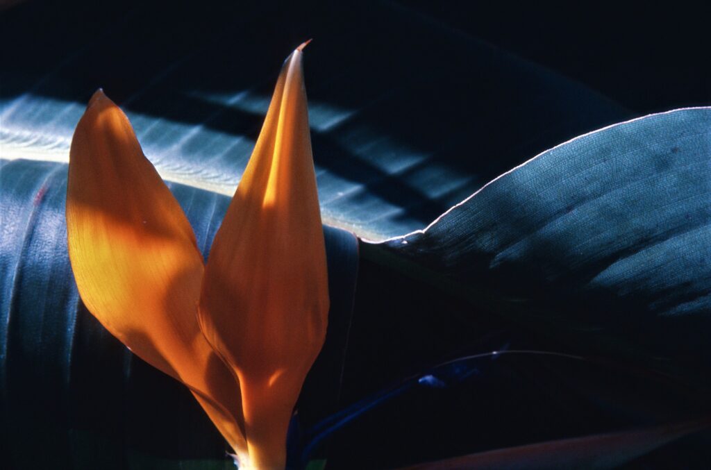 Bird of Paradise flower with blue background