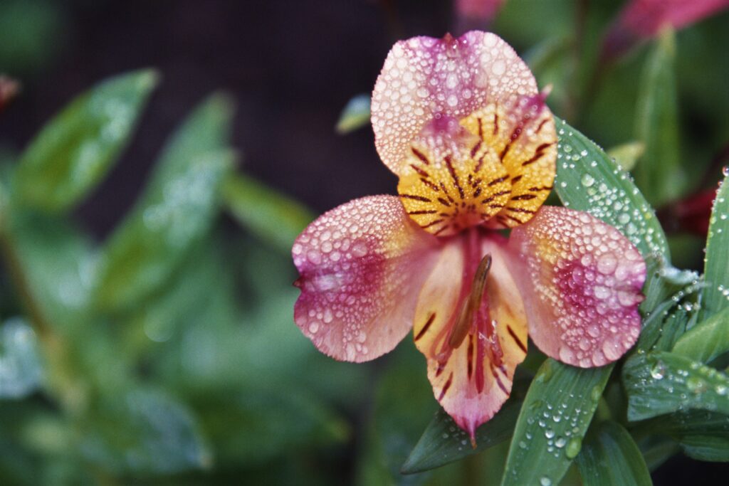 Drops on flower