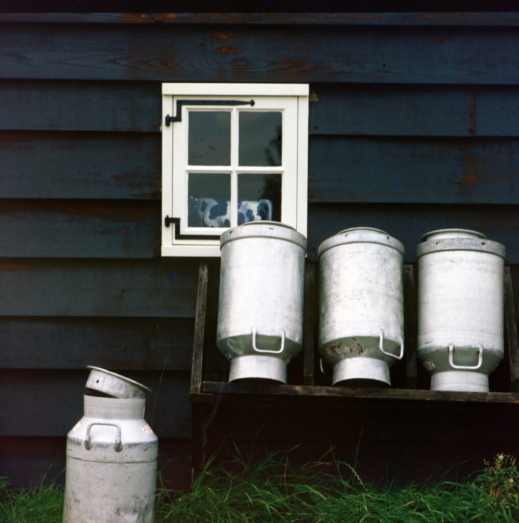 Milk Cans with Cow