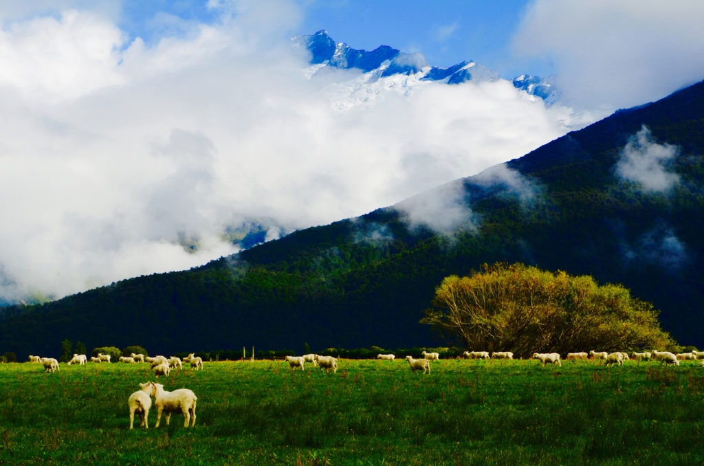 classic new zealand no people lots of sheep