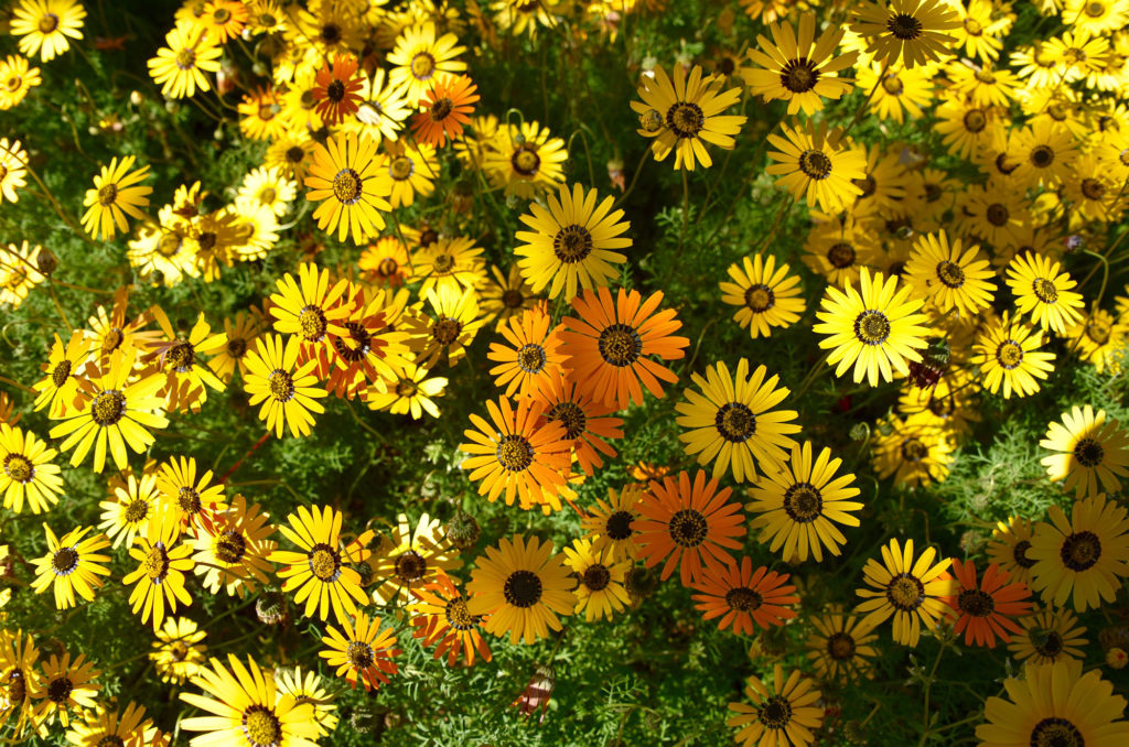 daisies south africa