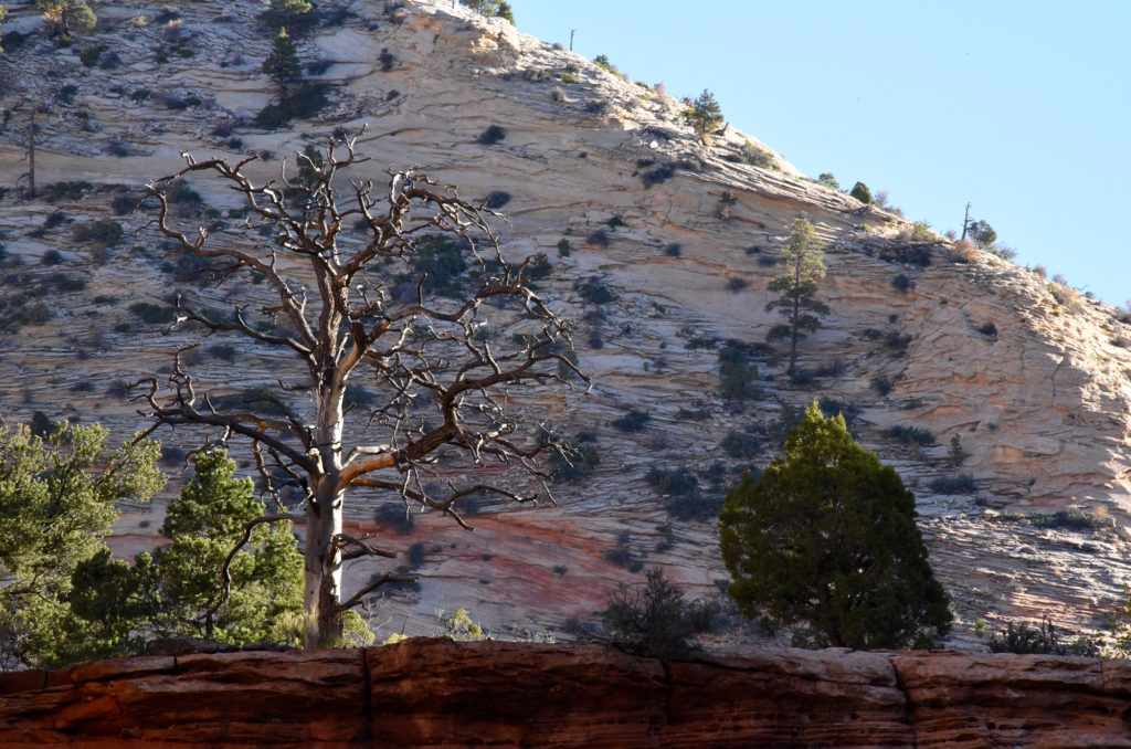 dead tree with white zion walls