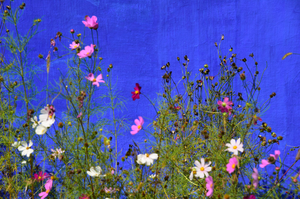 flowers and blue wall