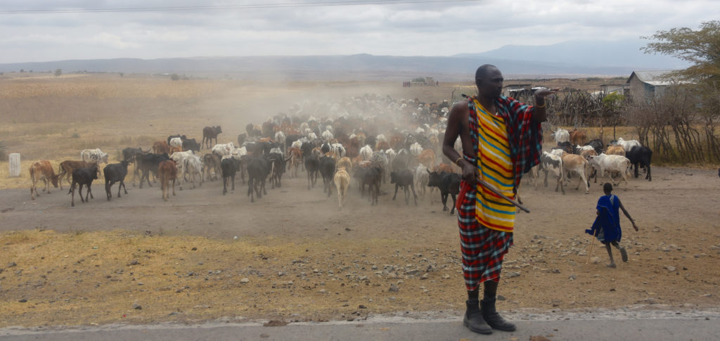 masai cattle auction