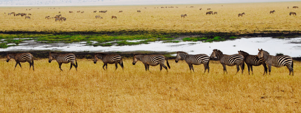 parade of zebras