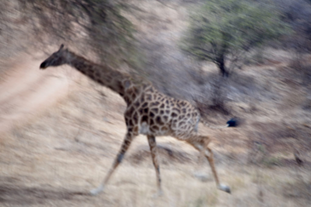 running giraffe