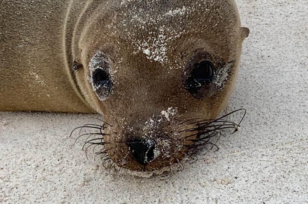 sea lion joe garrison