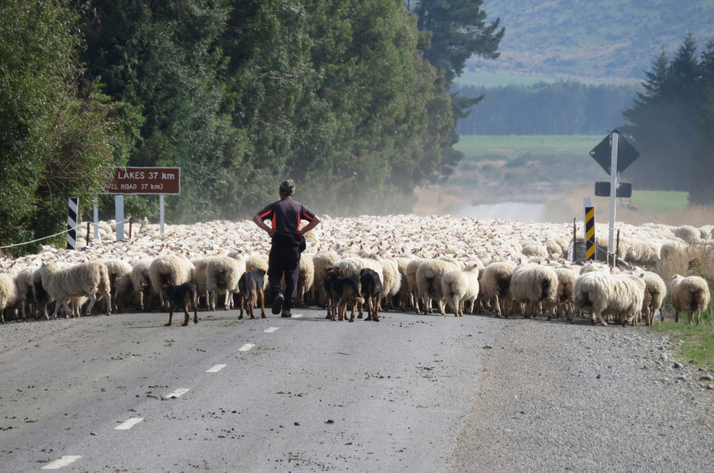 sheep jam new zealand