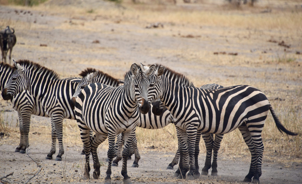 conjoined twin zebra