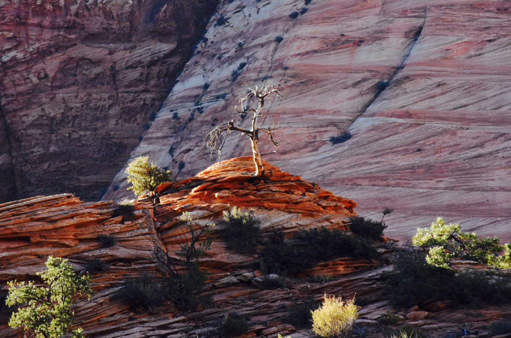 tree in zion