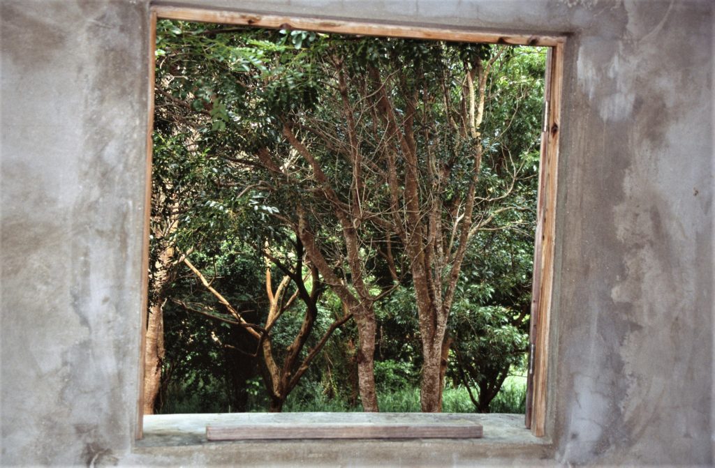 Trees Through a Window