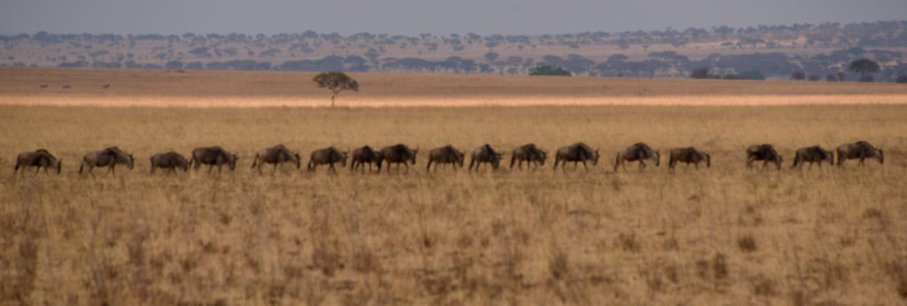 wildebeest lineup