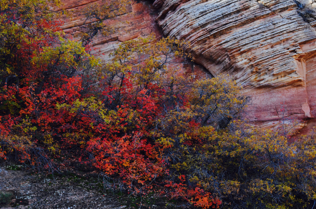 zion fall colors