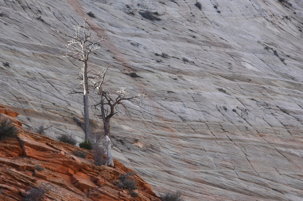 zion trees and wall