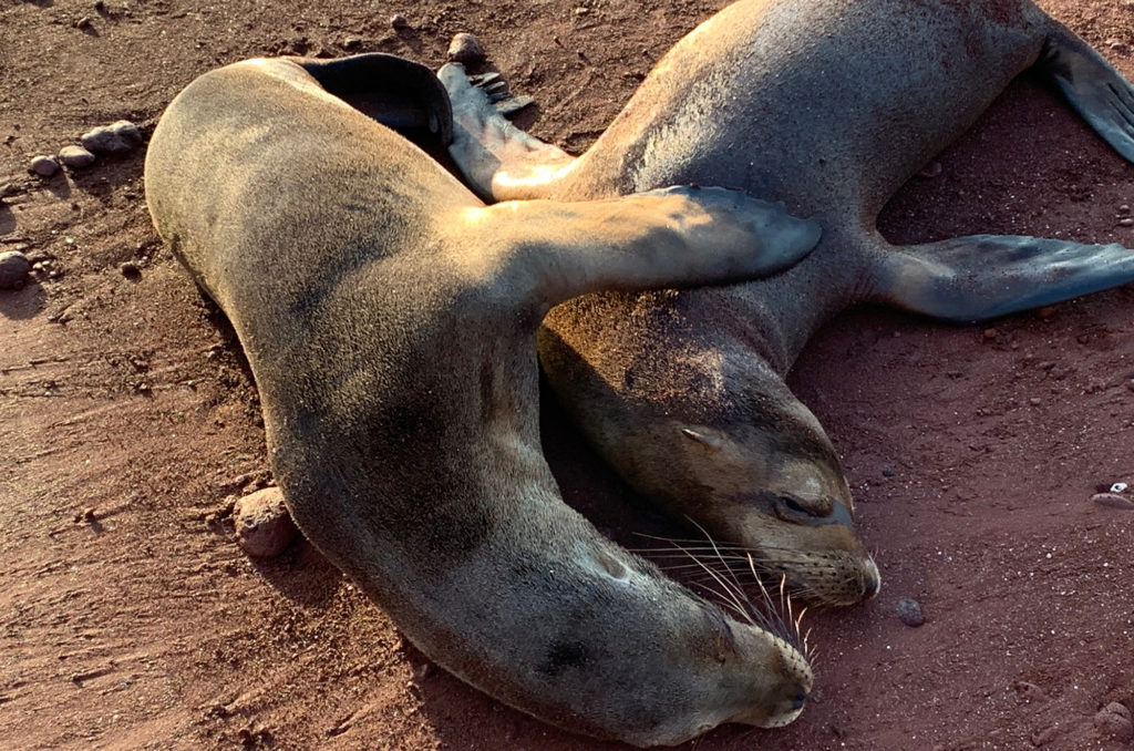 sea lion couple