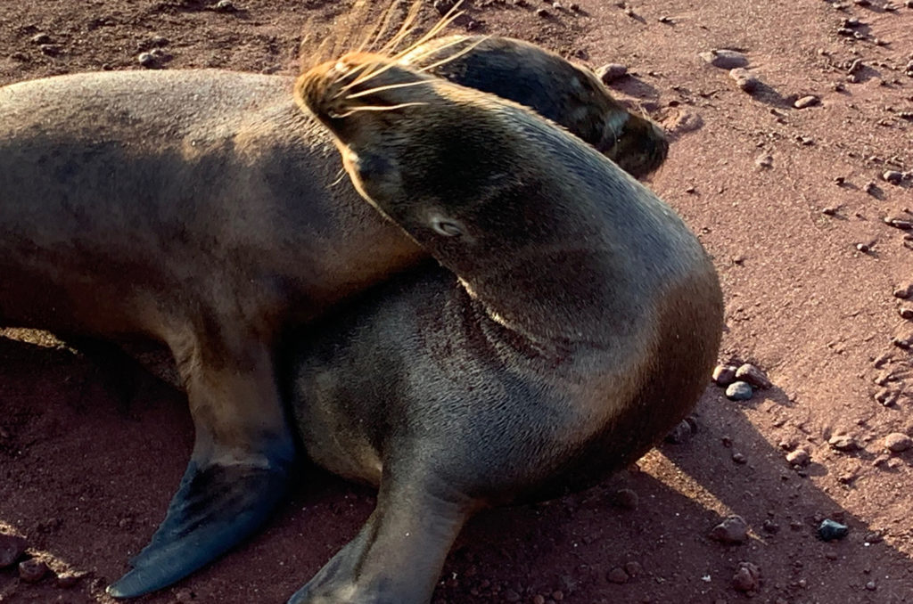 sea lions in love