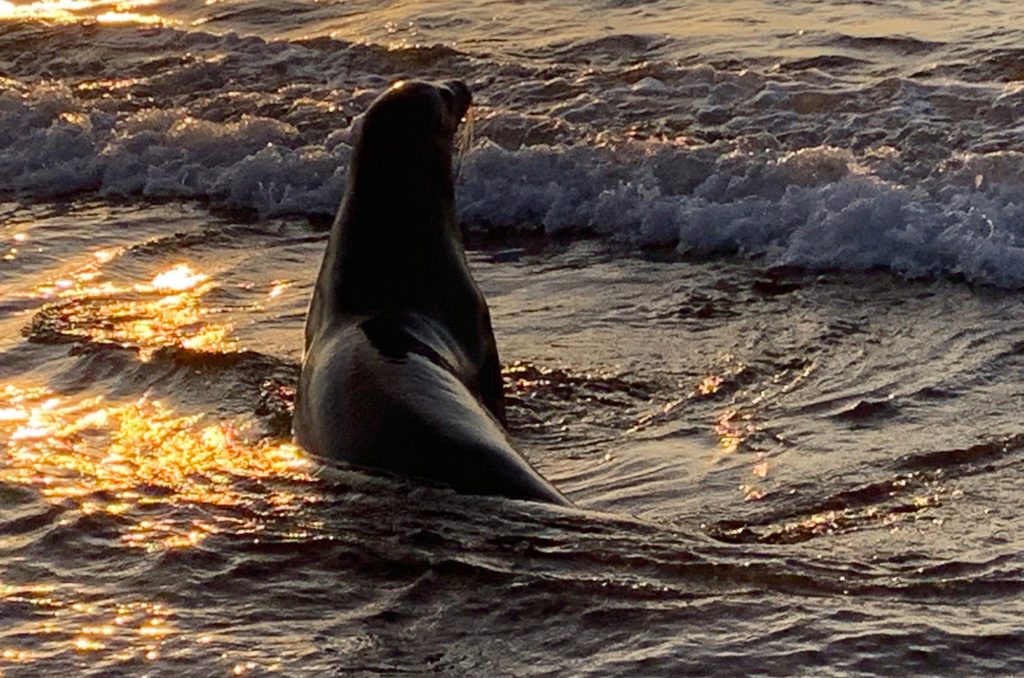 enjoying the sunset