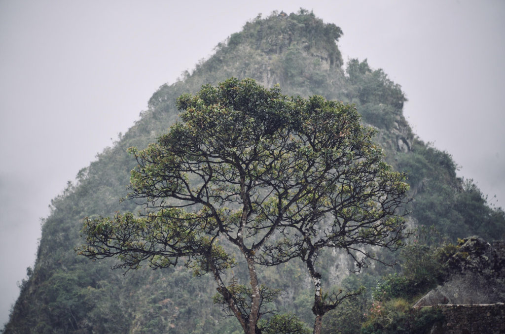 another tree machu picchu