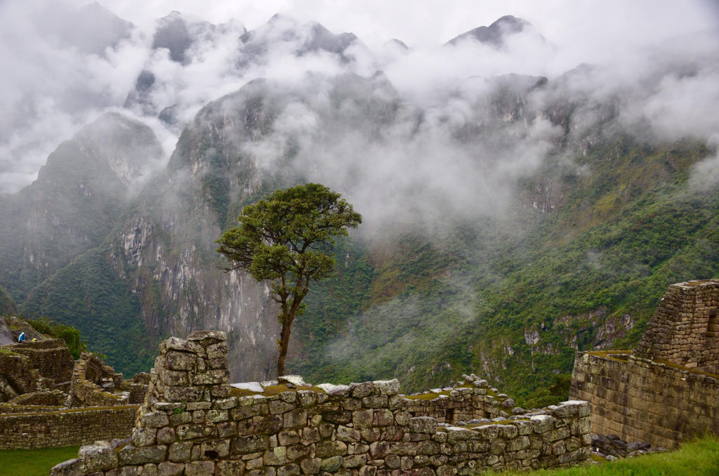 tree machu picchu