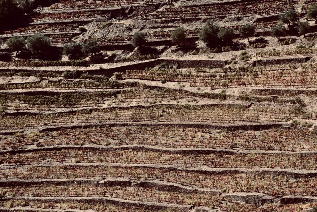 sand mountain with trees