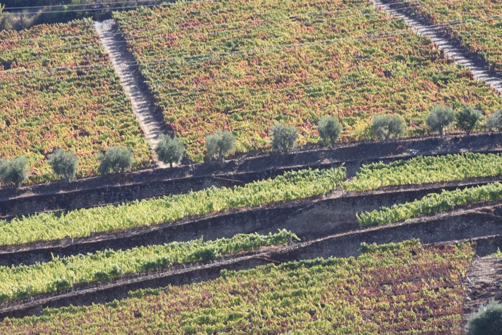 sky view of field