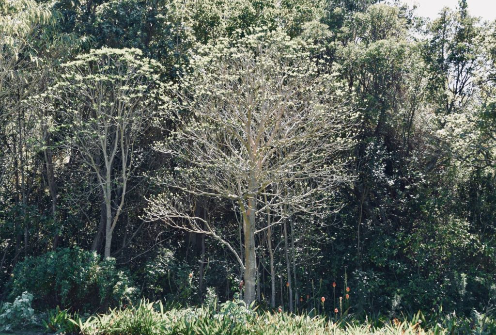 group of trees