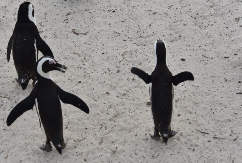 3 penguins on sand