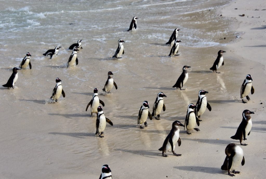 penguins on beach