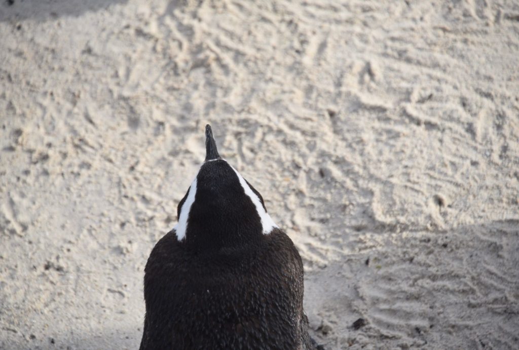 penguin on sand