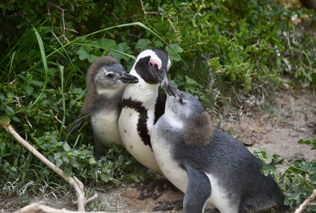 three penguins