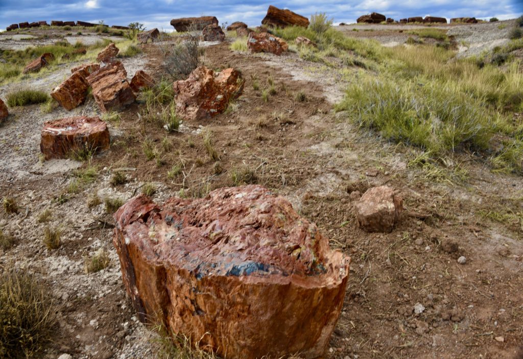 Petrified Forest