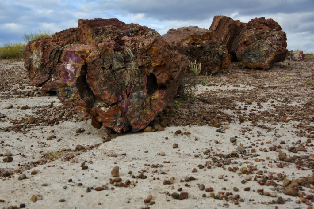 Petrified Forest