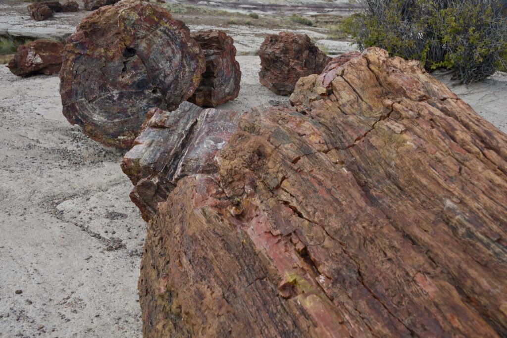 Petrified Forest