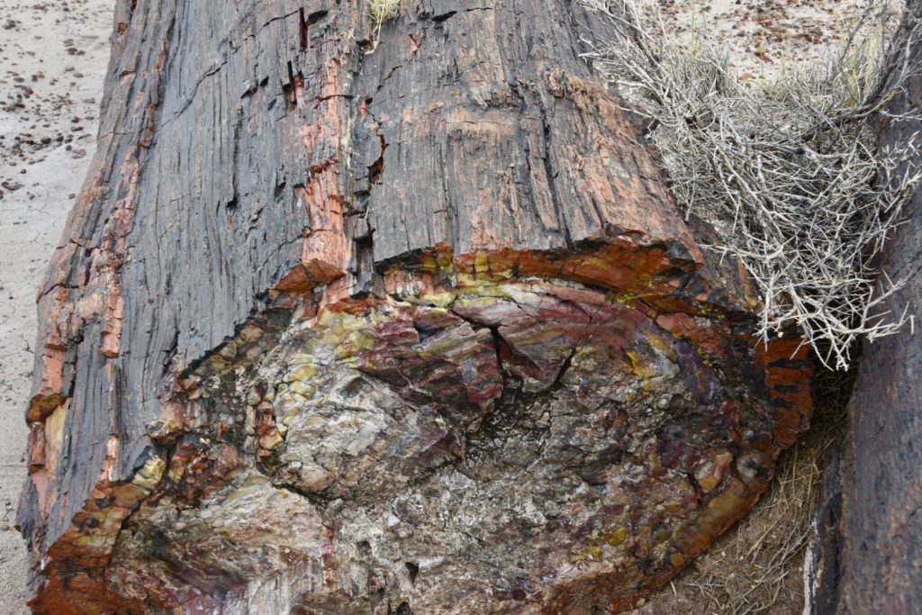 Petrified Forest