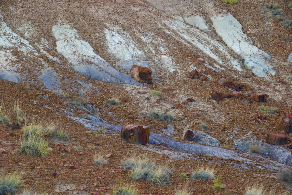 Petrified Forest