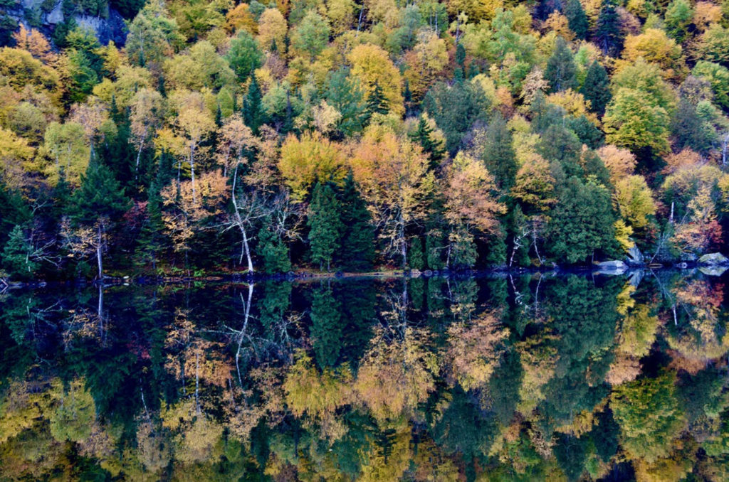 Trees reflected in the water