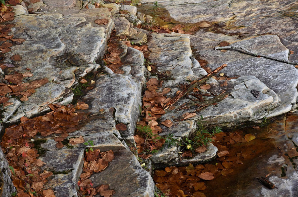 brown leaves gray rocks