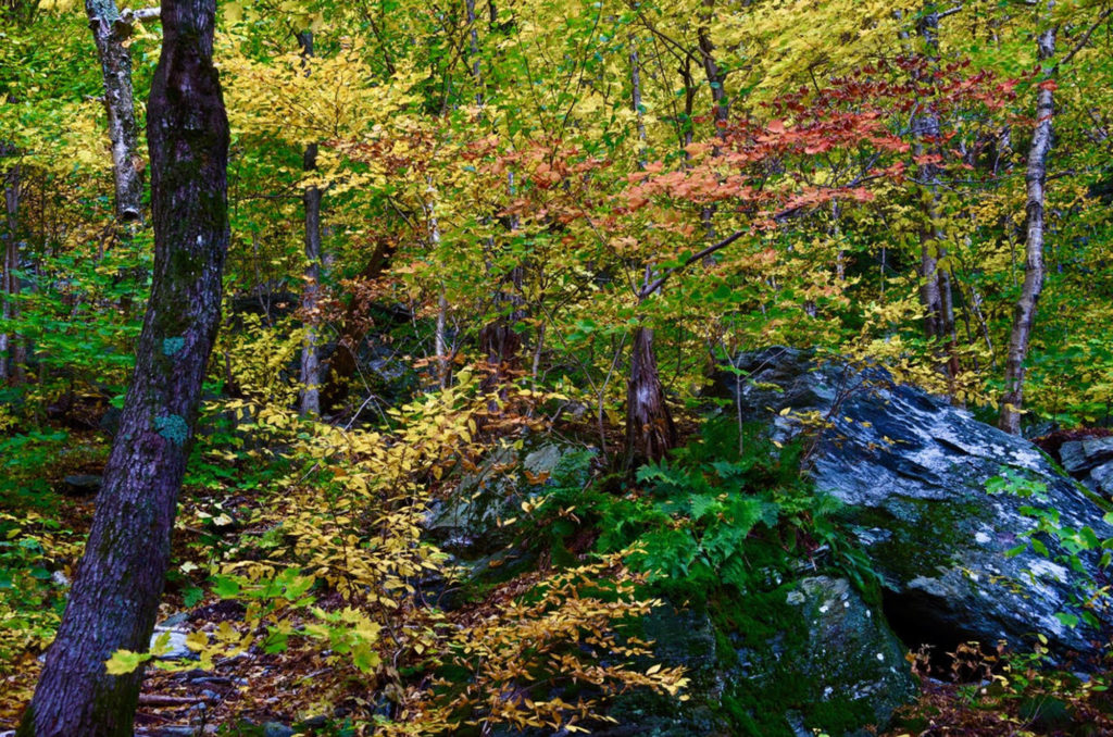 forest at smuggler's notch