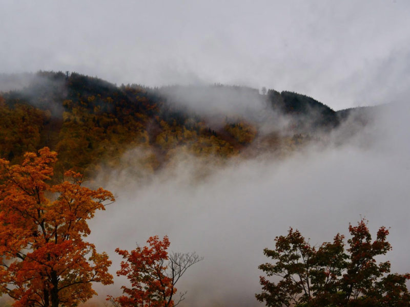 morning fog vt