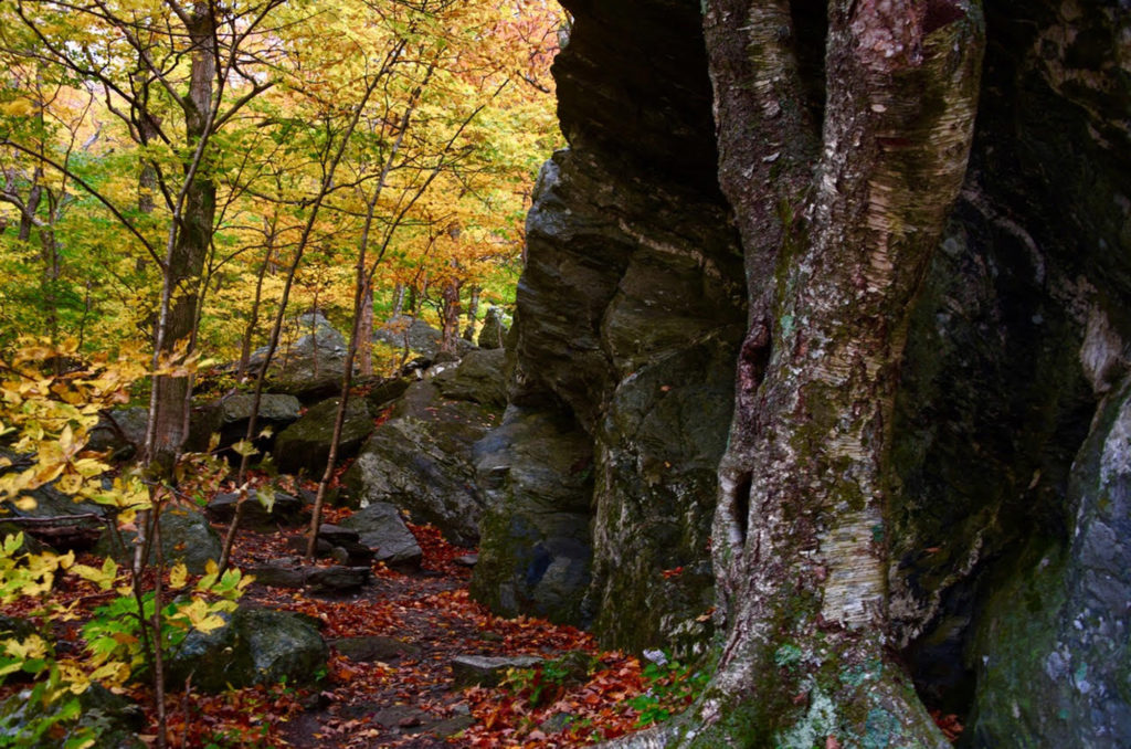 old birch and rocks