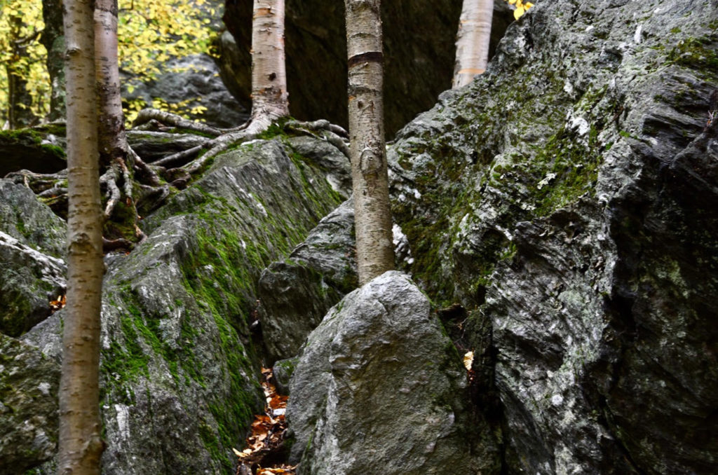 rocks and birch trees