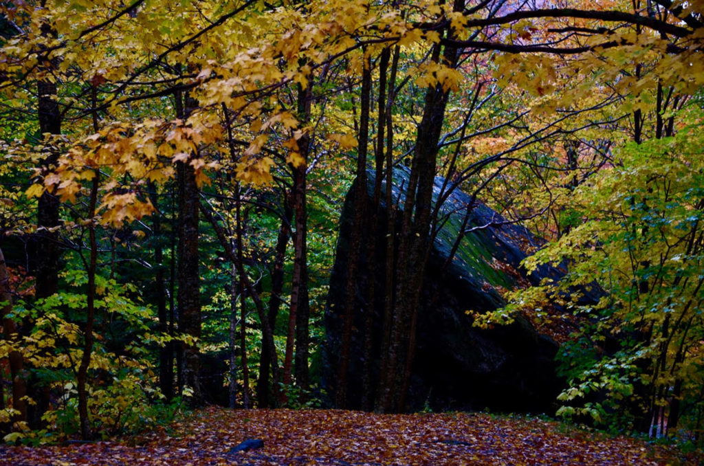 rocks and trees after the rain