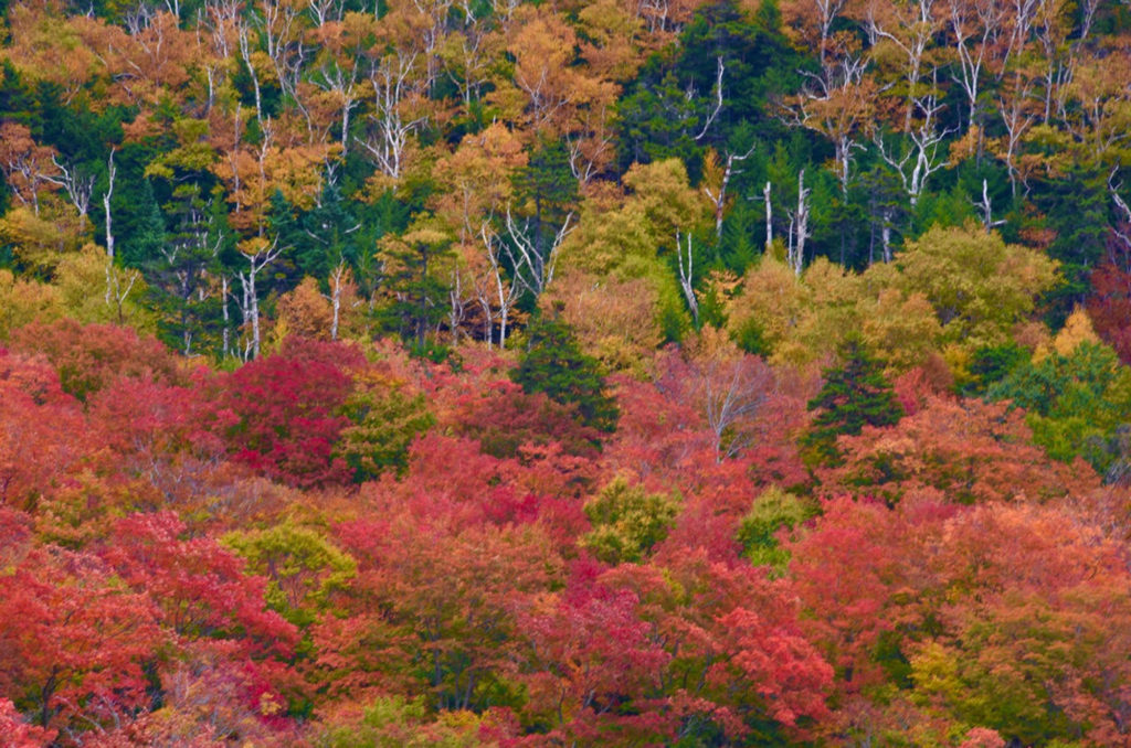 stowe birches and maple