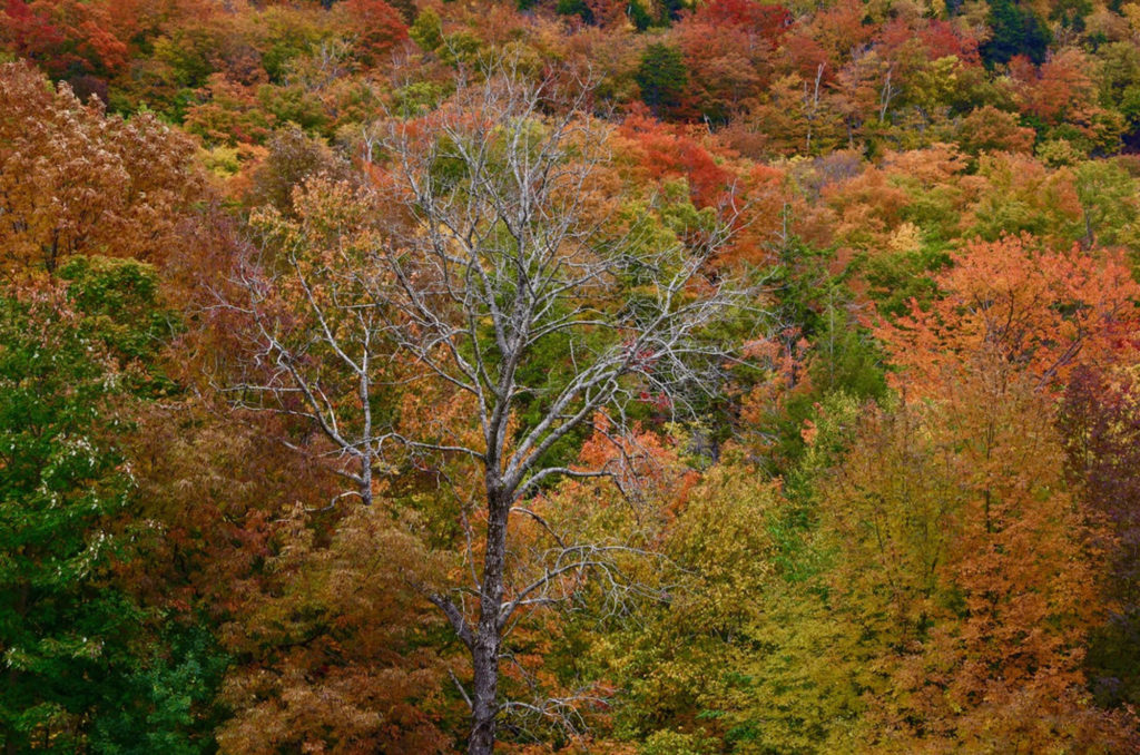 trees in fall colors