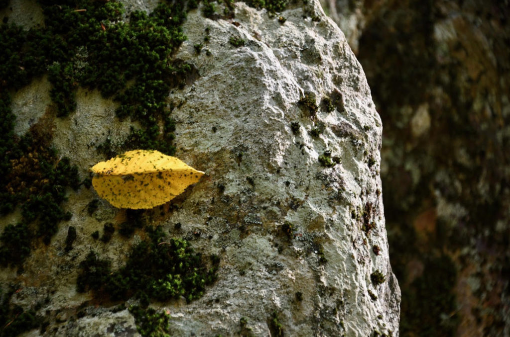 yellow leaf on rock