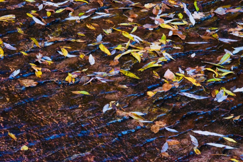 Autumn Leaves on the Water