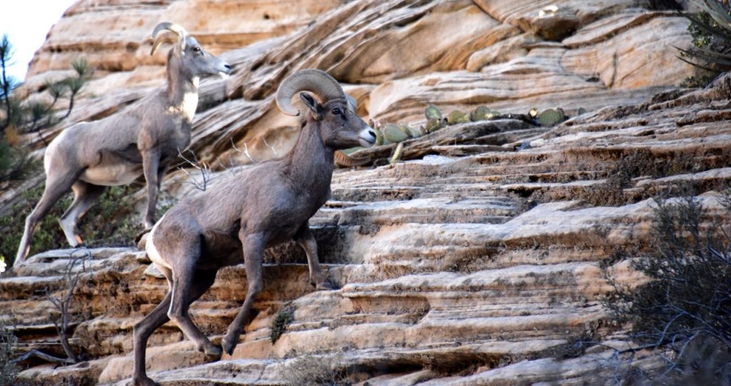 Bighorn Sheep