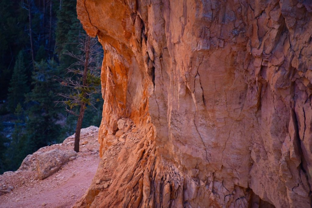 Tree On The Trail