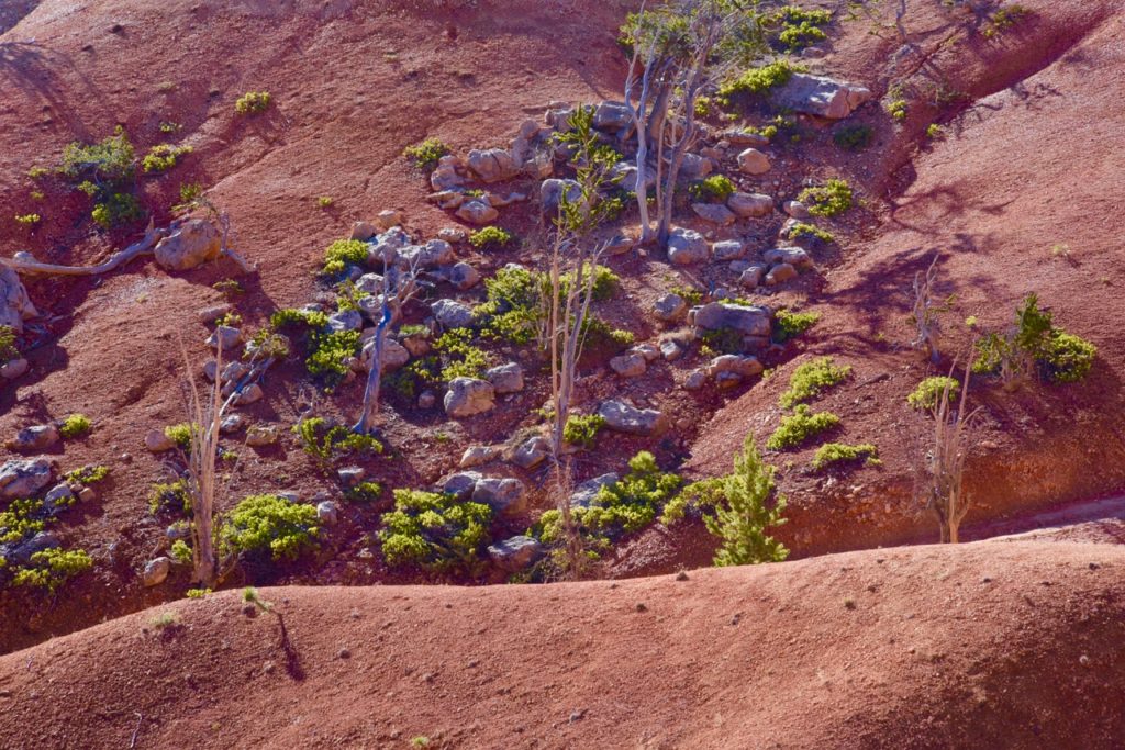 Trees and Rocks in Bryce Canyon